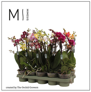 Mixed Phalaenopsis Orchid – 2 Stem, 12cm Pot