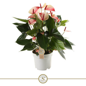 Anthurium ‘Mystique’ Flamingo Flower – 17cm Pot, 55cm