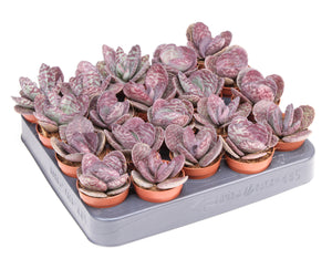 Zebra Kalanchoe (Kalanchoe humilis) – 5.5cm Pot