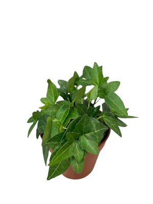 Green Shamrock Ivy (Hedera helix) – 9cm Pot