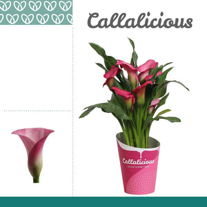 Peach and Pink Zantedeschia Calla Lily – 12cm Pot