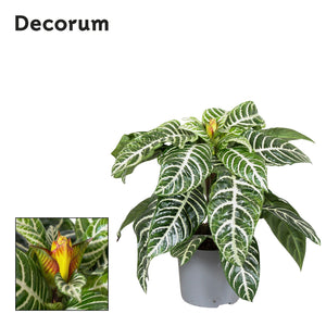 Yellow Zebra Plant (Aphelandra squarrosa) – 13cm Pot