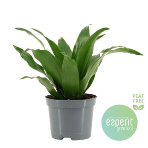 Compact Dragon Tree (Dracaena fragrans ‘Compacta’) – 8.5cm Pot