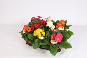 Mixed Gerbera Plants (Gerbera) – 12cm Pot