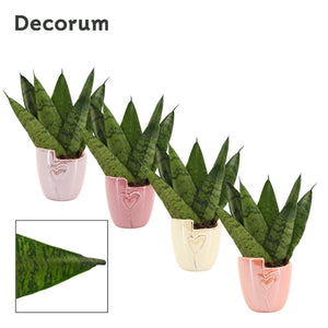 Sansevieria Zeylanica ‘Maui’ – 6cm Ceramic Pot
