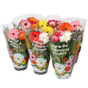 Mixed Gerbera Patio Plant – 17cm Pot