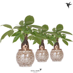 Money Tree (Pachira aquatica) – 9cm Scandic Pot