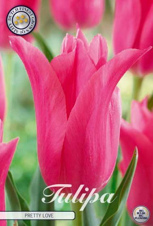 Pretty Love Lily-Flowering Tulip Bulbs – 7 Bulbs