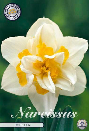 Narcissus ‘White Lion’ Daffodil Bulbs – 5 Bulbs