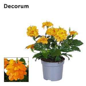 Orange Crossandra Fortuna – 13cm Pot