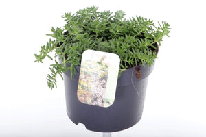 Sedum Album ‘Coral Carpet’ – 17cm Pot