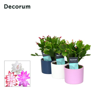 Mixed Schlumbergera Christmas Cactus – 9cm Pot