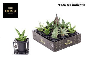 Mixed Sansevieria Houseplant Design – 10cm Pot