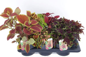 Mixed Coleus ‘Sunfighter’ – 17cm Pot