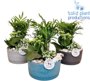Sarah Navy Chamaedorea Palm Arrangement – 19cm Pot