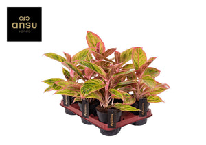 Aglaonema 'Salmon Fantasy' – 12cm Pot, 30cm High