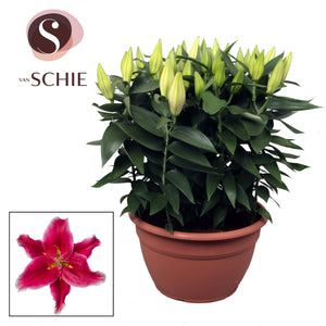 Oriental Lily Plant (Lilium) – 35cm Pot