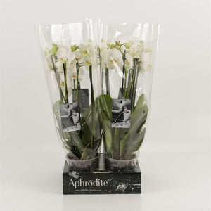 White Phalaenopsis Orchid ‘Goddess’ – 4 Stem, 12cm Pot