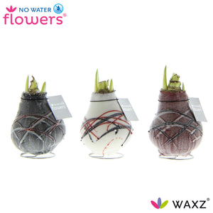 Hippeastrum ‘Picasso’ Waxed Bulb – Tricolour