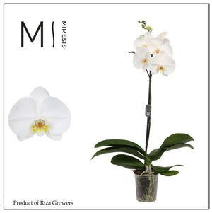 White Phalaenopsis Orchid – 3 Stem, 12cm Pot