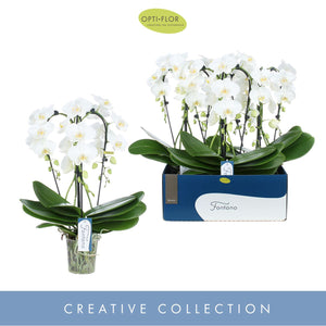 White Phalaenopsis Orchid – 5 Stem, 12cm Pot