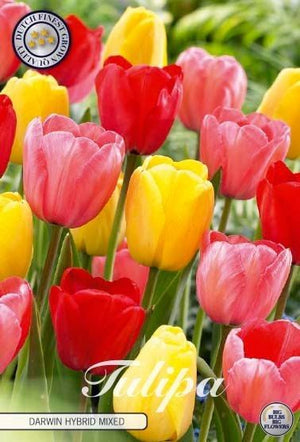 Mixed Darwin Hybrid Tulip Bulbs – 12cm+
