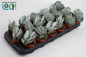 Silver Cotyledon Succulent (Cotyledon undulata) – 8.5cm Pot