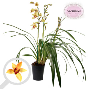 Cymbidium 'Donkere Shirley' Orchid – 14cm Pot