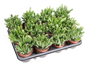 Crassula ‘Hobbit’ Jade Plant – 8.5cm Pot