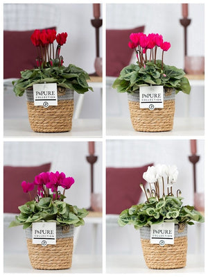 White Cyclamen persicum – 15cm Basket