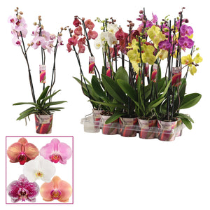 Mixed Phalaenopsis Orchid – 2 Stem, 12cm Pot