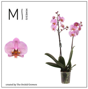 Pink Phalaenopsis Orchid – 12cm Pot, 70cm Tall