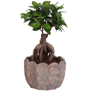 Ficus Ginseng Bonsai (Ficus microcarpa) – 19cm Pot