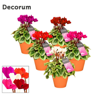 White Cyclamen persicum – 13cm Ceramic Terracotta Pot
