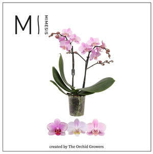 Light Pink Phalaenopsis Orchid – 12cm Pot