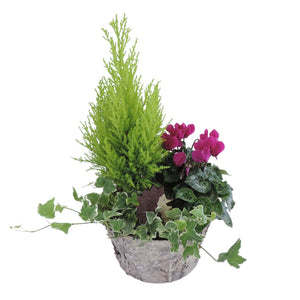 Round Birch Ornamental Plant Arrangement – 20cm Pot