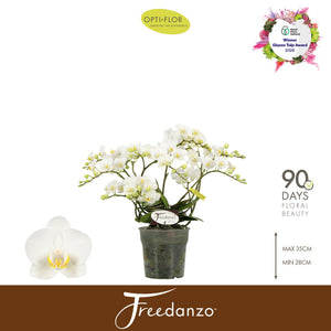 White Phalaenopsis Orchid ‘Freedanzo Dove’ – 12cm Pot