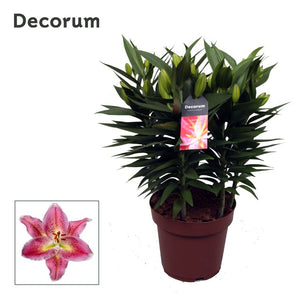 Pink Oriental Lily (Lilium Oriental Group) – 19cm Pot
