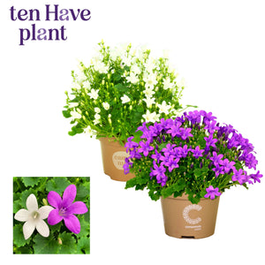 Mixed Campanula Garden Plant – 11cm Pot