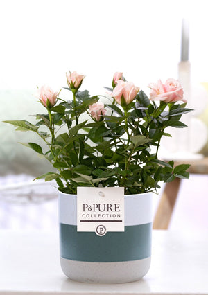 Pink Rose in Ceramic Pot – 12cm