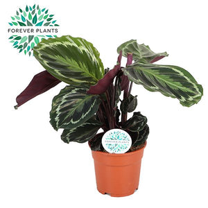 Calathea Medallion – 17cm Pot, Approx. 50cm High