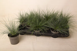 Blue Fescue Grass (Festuca glauca ‘Eisvogel’) – 10.5cm Pot