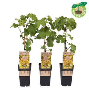 Golden Champion Grape Vine (Vitis vinifera) – 15cm Pot