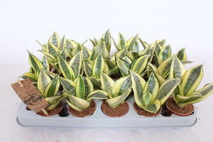 Golden Hahnii Snake Plant (Sansevieria trifasciata) – 6cm Pot