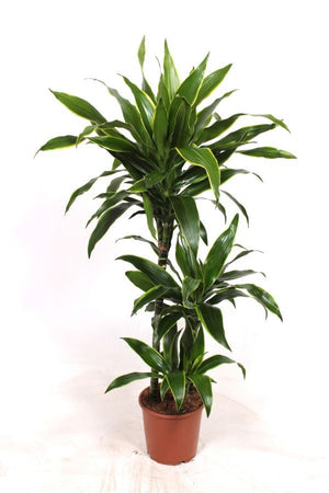 Corn Plant (Dracaena fragrans ‘Deremensis’) – 21cm Pot