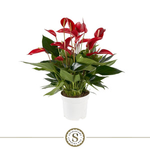 Red Anthurium ‘St Mille Fleurs’ – 17cm Pot, 55cm High