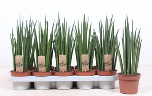 Mikado Sansevieria – 12cm Pot, 40cm High