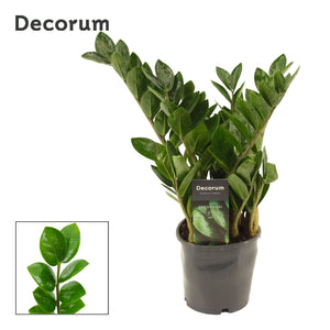 ZZ Plant ‘Lima’ (Zamioculcas zamiifolia) – 12cm Pot