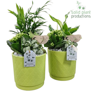 Light Green Mixed Plant Arrangement – 14cm Ceramic Pot