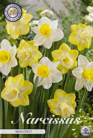 Narcissus 'Mainstreet' Daffodil Bulbs – 5 Bulbs